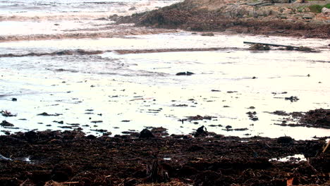 Restos-De-Raíces-Y-Materia-Vegetal-Arrastrados-A-La-Playa-Después-De-Una-Fuerte-Tormenta-Costera