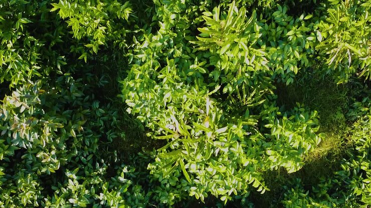 alberi con persone che raccolgono nella foresta
