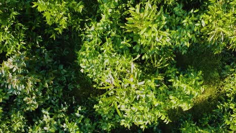 Bäume-Mit-Menschen,-Die-Im-Wald-Ernten