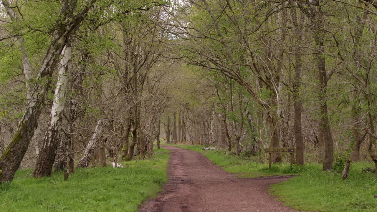 Campo lungo di un viale di querce e betulle argentate in un contesto boschivo