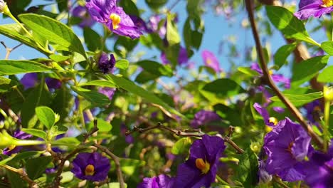 flor de copa, nierembergia - bonita violeta con rayas de color púrpura intenso flores con follaje verde