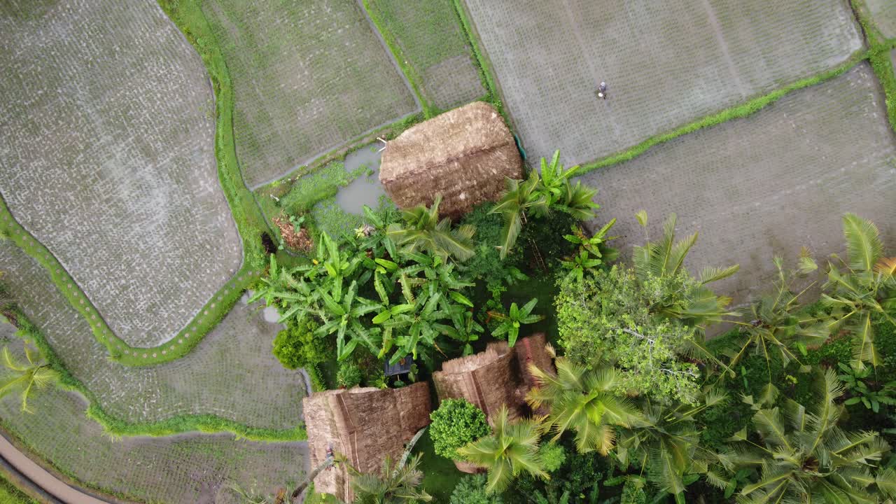 granjero asiático trabajando en los campos de arroz que rodean las chozas tradicionales, aérea