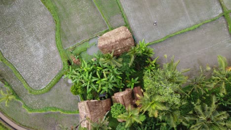 Granjero-Asiático-Trabajando-En-Campos-De-Arroz-Que-Rodean-Cabañas-Tradicionales,-Aéreo