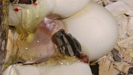 eggs hatching baby pythons in a zoo