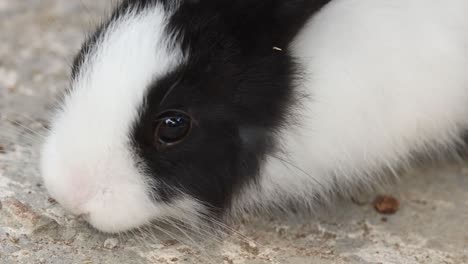 a close-up of a black and white rabbit lying on a concrete surface, showcasing its calm demeanor.