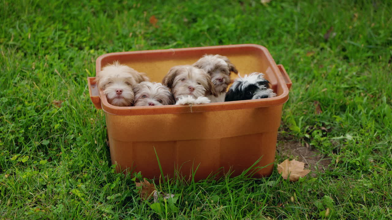 Puppies in a container