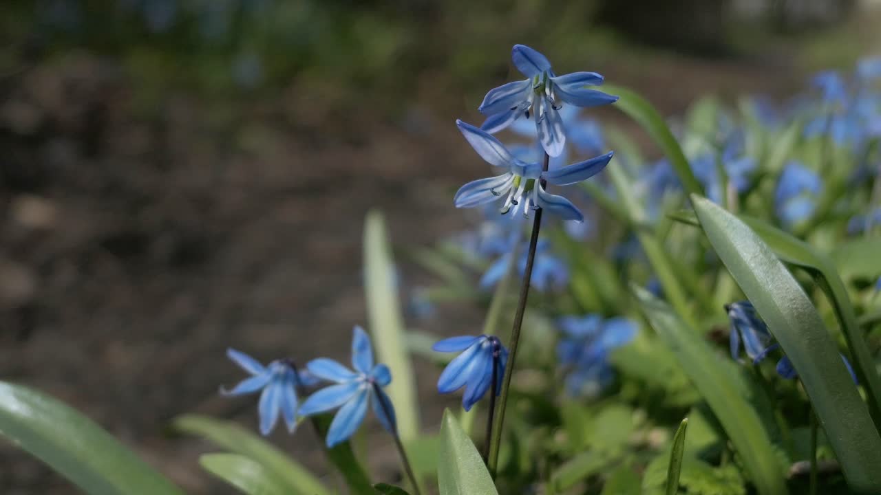 Delicate blue flowers Scilla siberica growing in early spring close up, spring nature flower detail