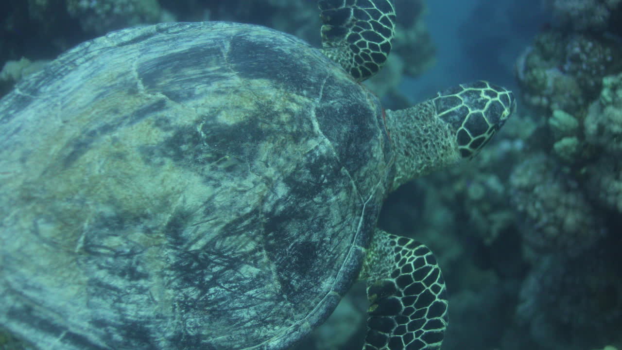 Sea Turtle in the Coral Reef of The Red Sea of Egypt