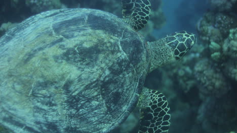 Sea-Turtle-in-the-Coral-Reef-of-The-Red-Sea-of-Egypt