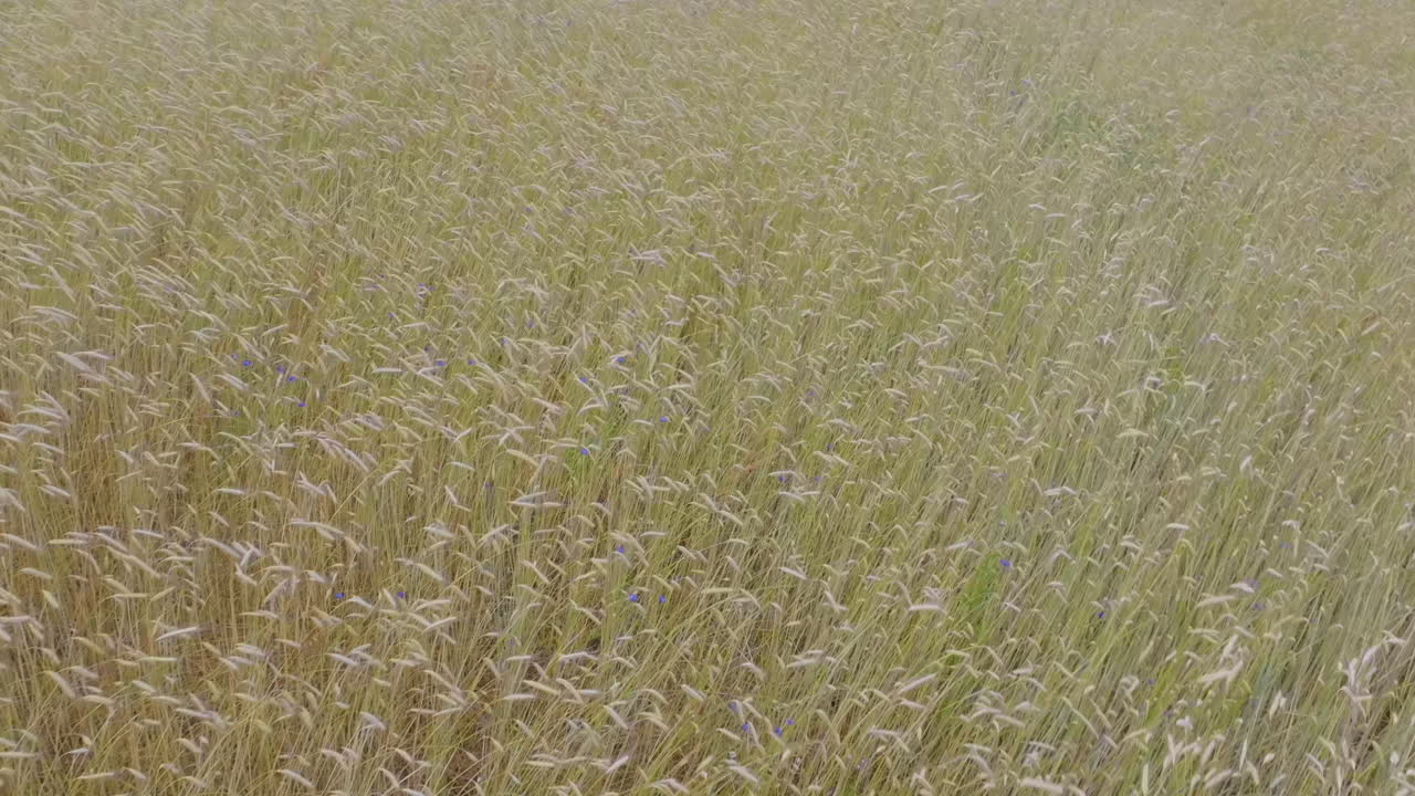 바람 에 부드럽게 흔들리는 밀 의 공중 풍경