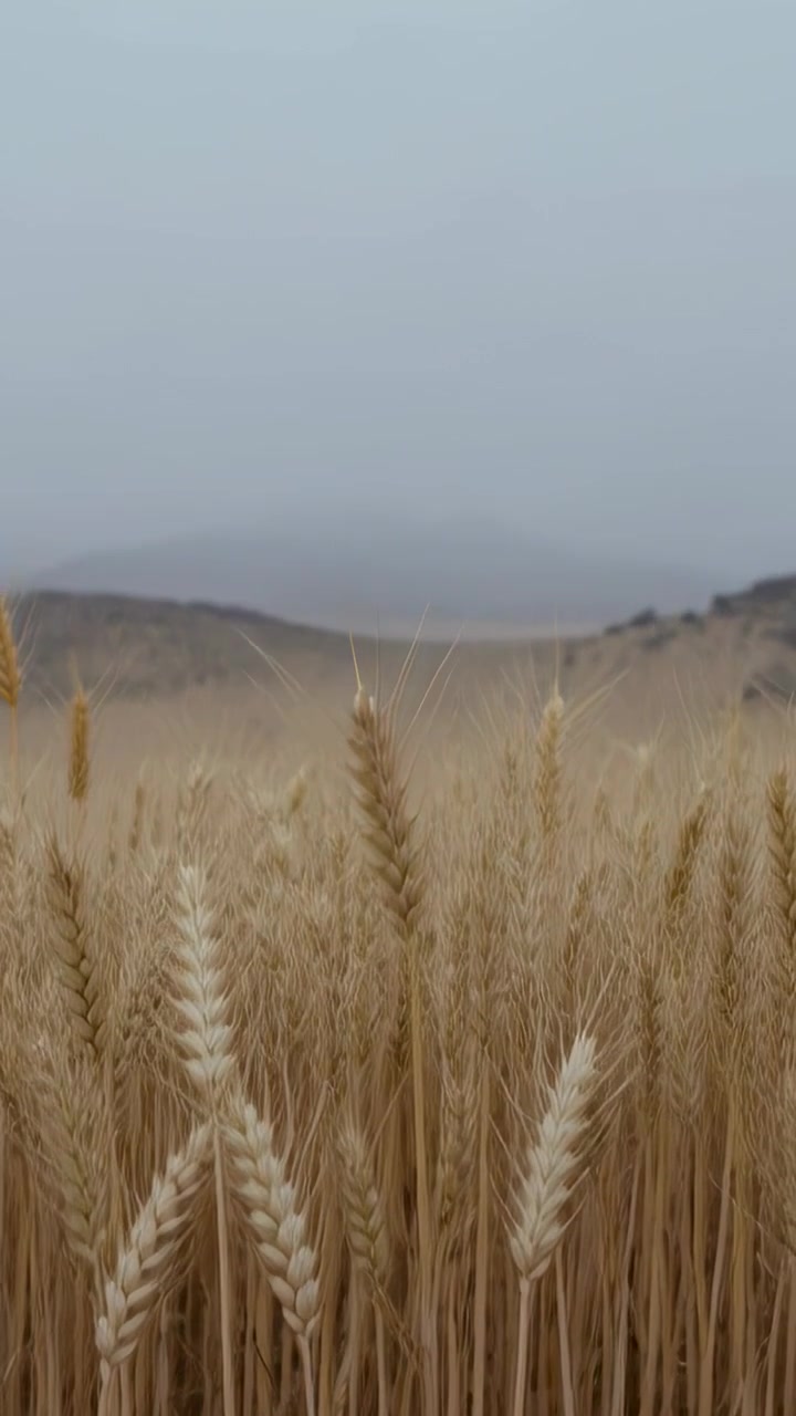 Vertical video: Swaying wheat stalks filling field while camera pulling back, revealing misty ridge