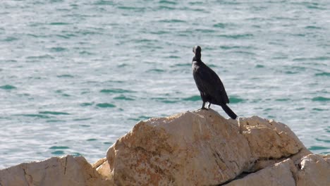 Cormorant-seabird-on-rock-shakes-head-with-ocean-waves-background,-slow-motion,-mediterranean