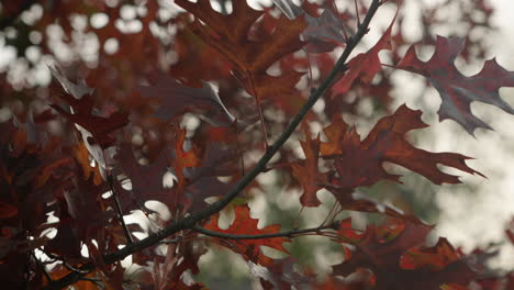 Brown-fall-color-autumn-leaves-on-a-tree-branch