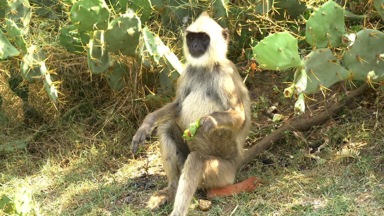toque solitario macaco sentado comiendo cactus crudos en el suelo plano medio