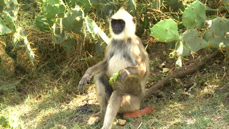 solitary toque macaque sitting down eating raw cactus on the ground medium shot