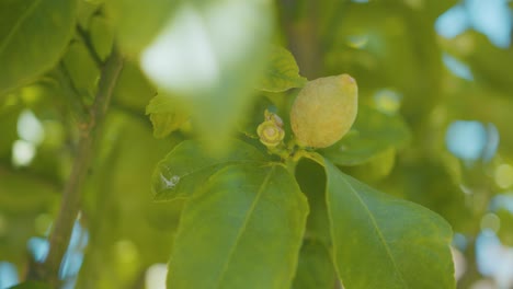 Lemon-growing-on-a-lemon-tree,-it's-not-yet-ready-to-be-picked