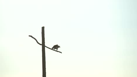 a pair of red tailed hawks perching on a utility post