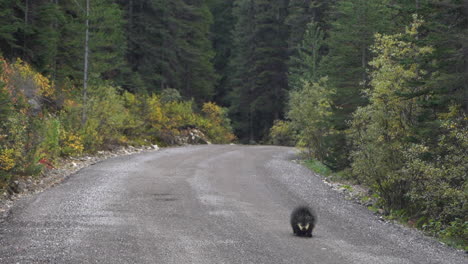 Puercoespín-Norteamericano-Caminando-Por-La-Carretera-En-El-Parque-Nacional-Yoho,-Canadá,-Columbia-Británica,-Fotograma-Completo