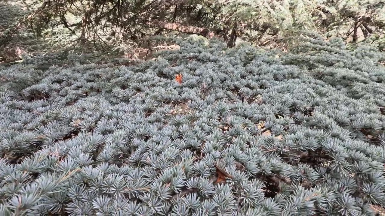 Close das folhas de cedro. O cedro é uma espécie de árvore da família dos pinheiros, uma árvore de cedro com frutos e nozes. Parque Nacional de Tazekka, Marrocos