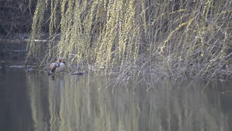 Weiße-Ente-Schwimmt-Im-Parksee,-Während-Farbige-Mandarinente-über-Sie-Wacht-Und-Sich-Reinigt