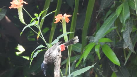 Roter,-Belüfteter-Bulbul,-Der-Sich-Auf-Blumen-Entspannt