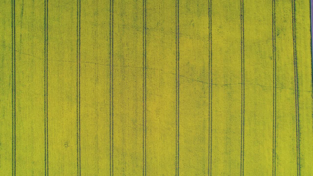 유채 노란색 필드, 영국 요크셔 위에 공중 하향식 옆으로