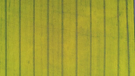 aerial top-down sideways over rapeseed yellow fields, yorkshire in england