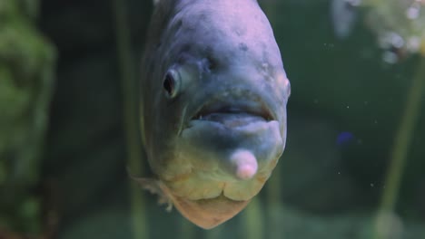 close-up of a pacu or piranha fish in an aquarium