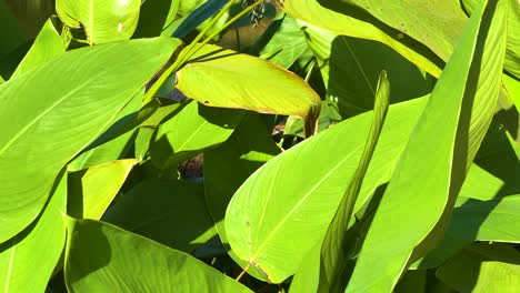 hojas verdes vibrantes en la luz natural del sol