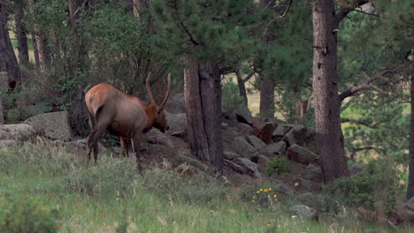 Elk-eating-grass-in-meadow