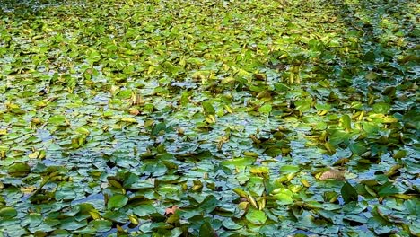 Closeup---Water-lilies-on-pond,-lake-in-Queens-Gardens,-Perth,-Western-Australia