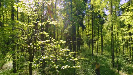 flying between the trees in the spring forest.