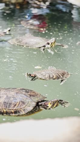 several turtles swimming in lines across green pond