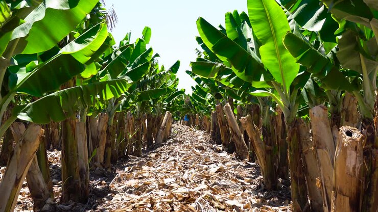 Plantation de bananes