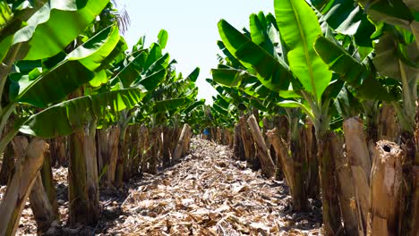 banana plantation