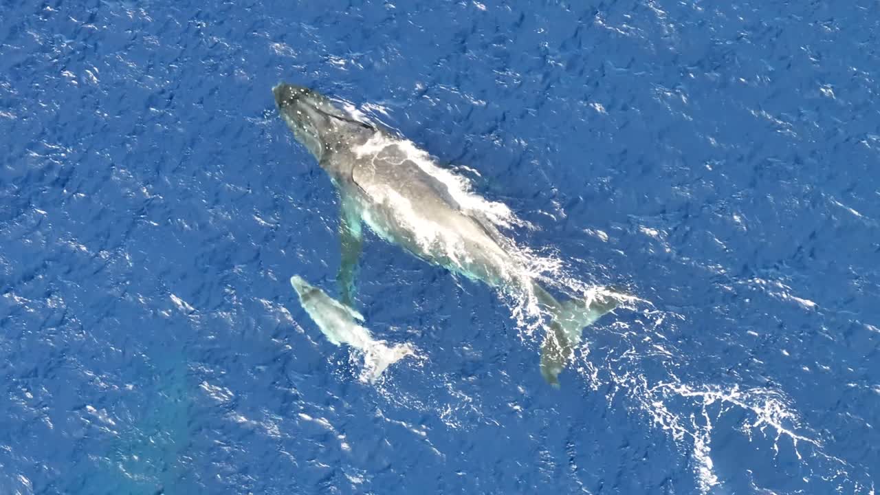 Beauty in nature. Humpback cow and her calf aerial view, Whale season in Tonga. Vava'u Island.
