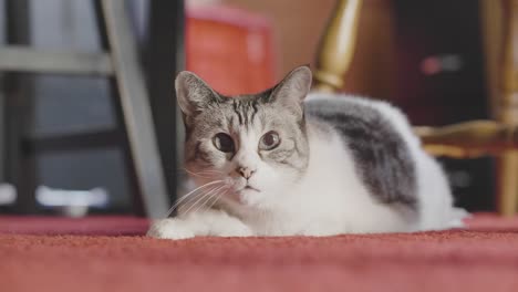 Wide-eyed-cat-laying-on-a-red-carpet-looking-around