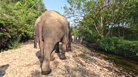 a herd of elephants strolling by a stream