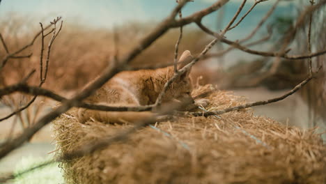 fennec fox close up lying down