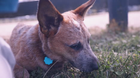 adorable australian cattle dog puppy laying in the grass