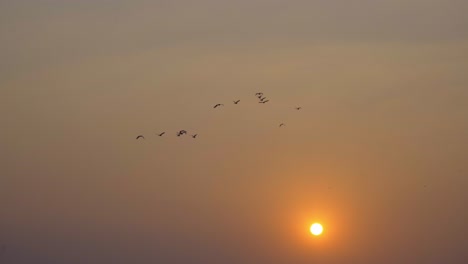 Sonnenuntergang-Vögel-Zugvögel-Fliegen-In-Den-See-Osmanabad-Indien-Hautnah