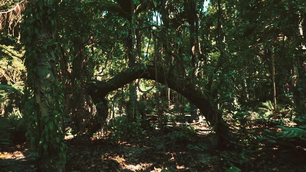 Lush green forest in nicaragua showcasing tropical flora and fauna