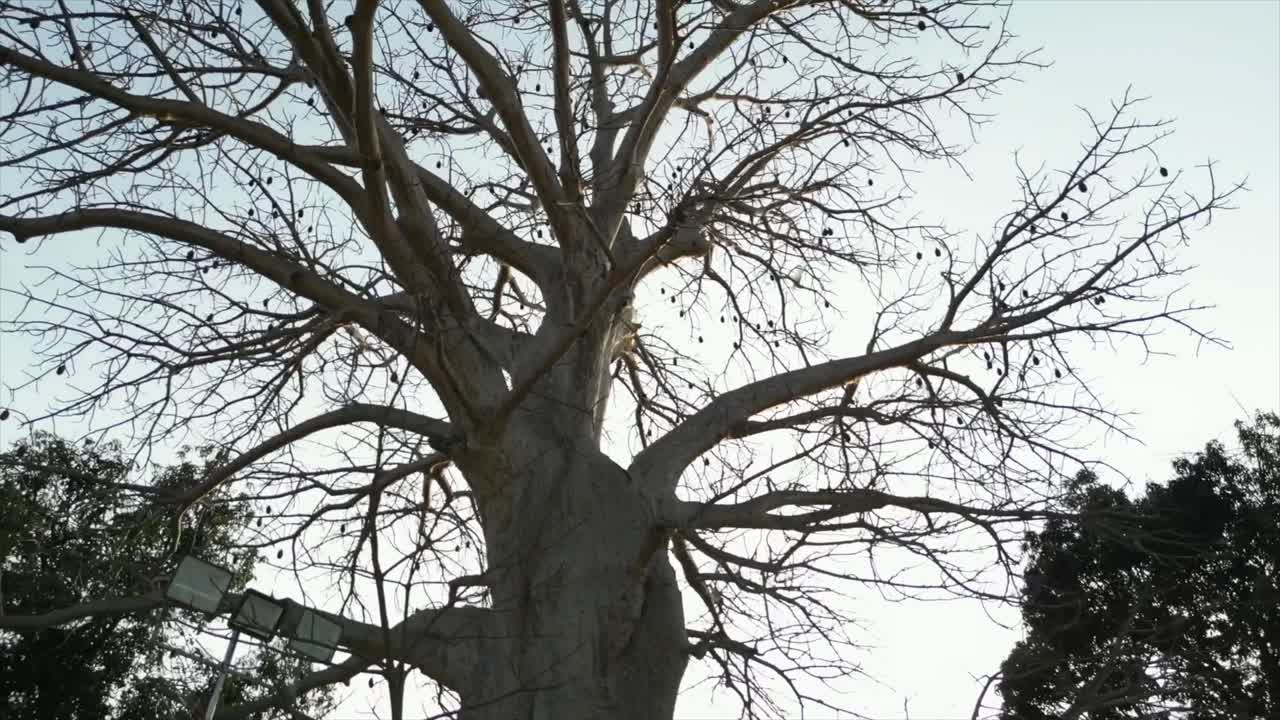 un árbol de 100 años de edad en primer plano de arriba a abajo en daman en gujarat