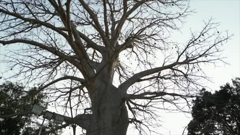 100 years of old tree closeup top to bottom view in daman in gujarat