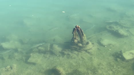 The-enchanting-sight-of-tiny-fish-elegantly-gliding-just-beneath-the-water's-surface-highlights-the-inherent-beauty-of-a-fish-pond