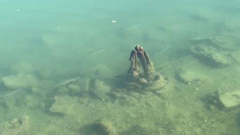 la encantadora vista de peces diminutos que se deslizan elegantemente justo debajo de la superficie del agua destaca la belleza inherente de un estanque de peces