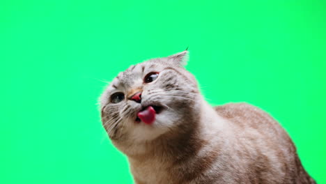 funny scottish fold cat with tongue out