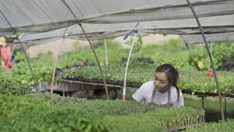 smart farm concept and farm technology a smart asian girl uses a tablet to check the quality and quantity of the organic vegetable garden at the garden houses.