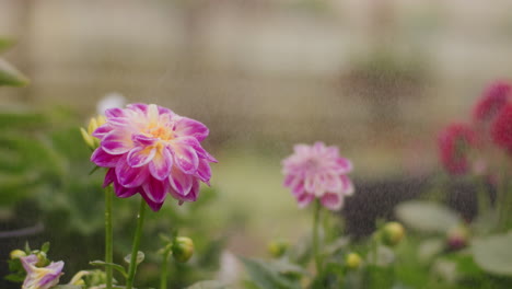 spray de agua en la flor rosada