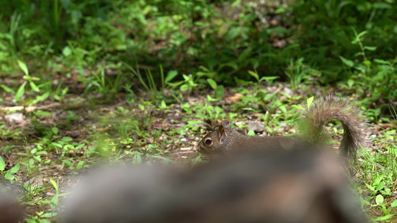 Primo piano di uno scoiattolo su corteccia d'albero ruvida in una foresta, che evidenzia le texture e i dettagli naturali mentre corre in giro